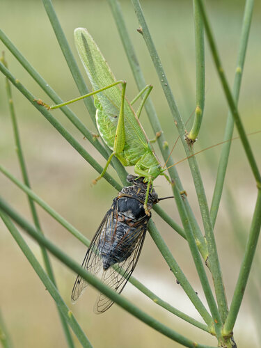 Great green bush-cricket