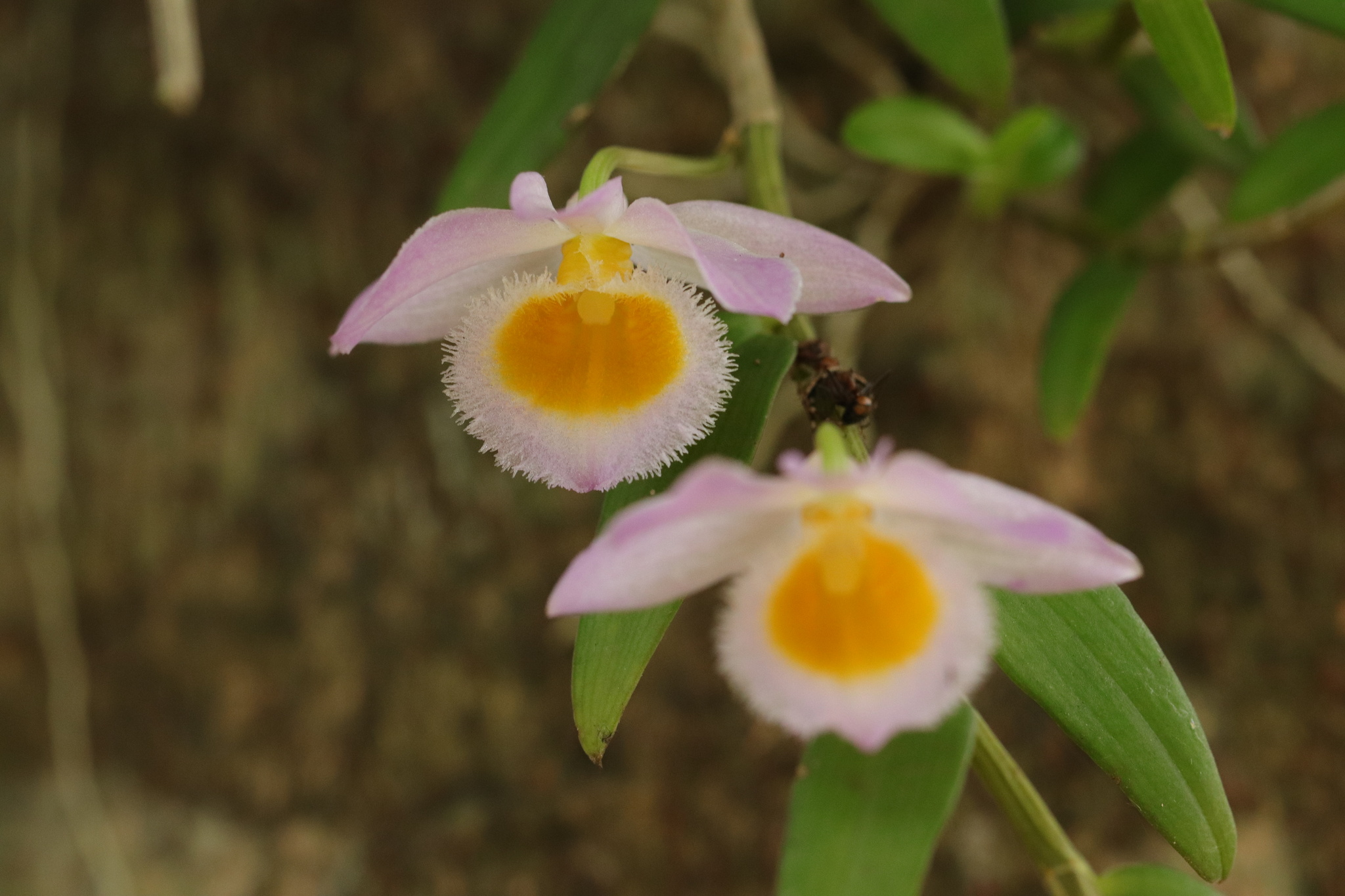 Imagem de Orquídea bambu