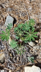 Lupinus perennis