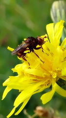 Sicus ferrugineus