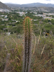 Borzicactus sepium