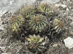 Ferocactus echidne