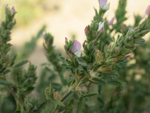 Toothed Restharrow (Ononis serrata)