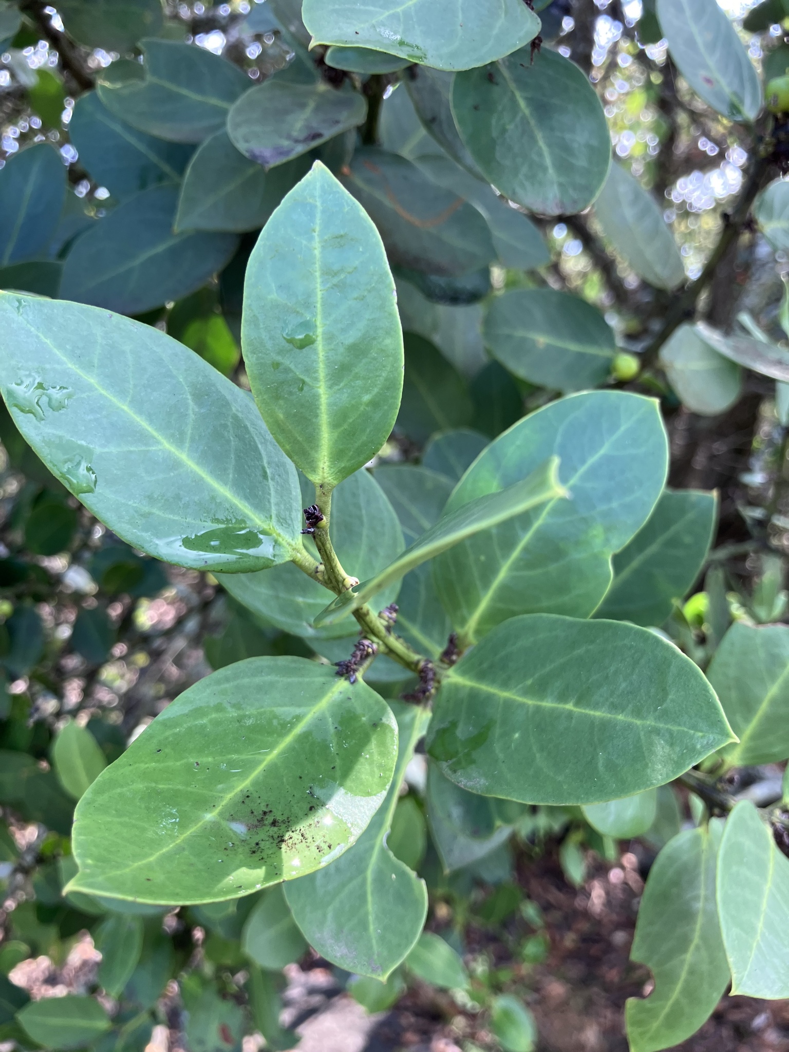 Round-Leaf Poison-Bush (Acokanthera rotundata)