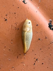Milacidae