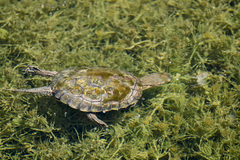 Mauremys leprosa leprosa