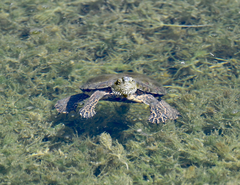 Mauremys leprosa leprosa