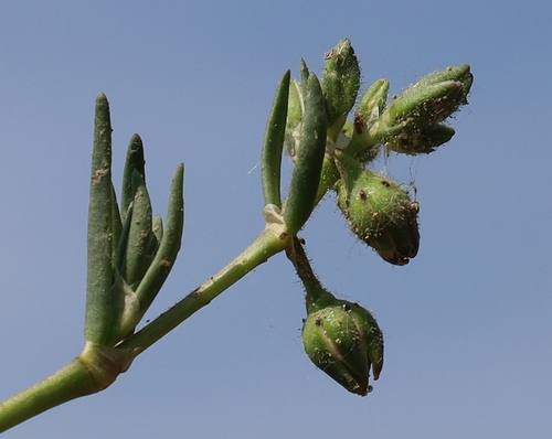 Spergularia marina