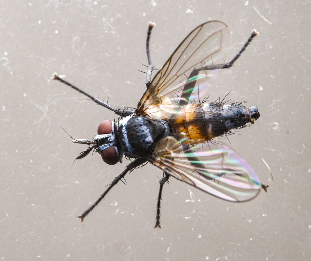 Steleoneura