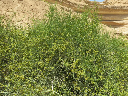 Ephedra aphylla (Ephedra aphylla)