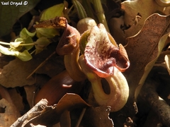 Aristolochia scabridula