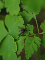 Macquartia grisea