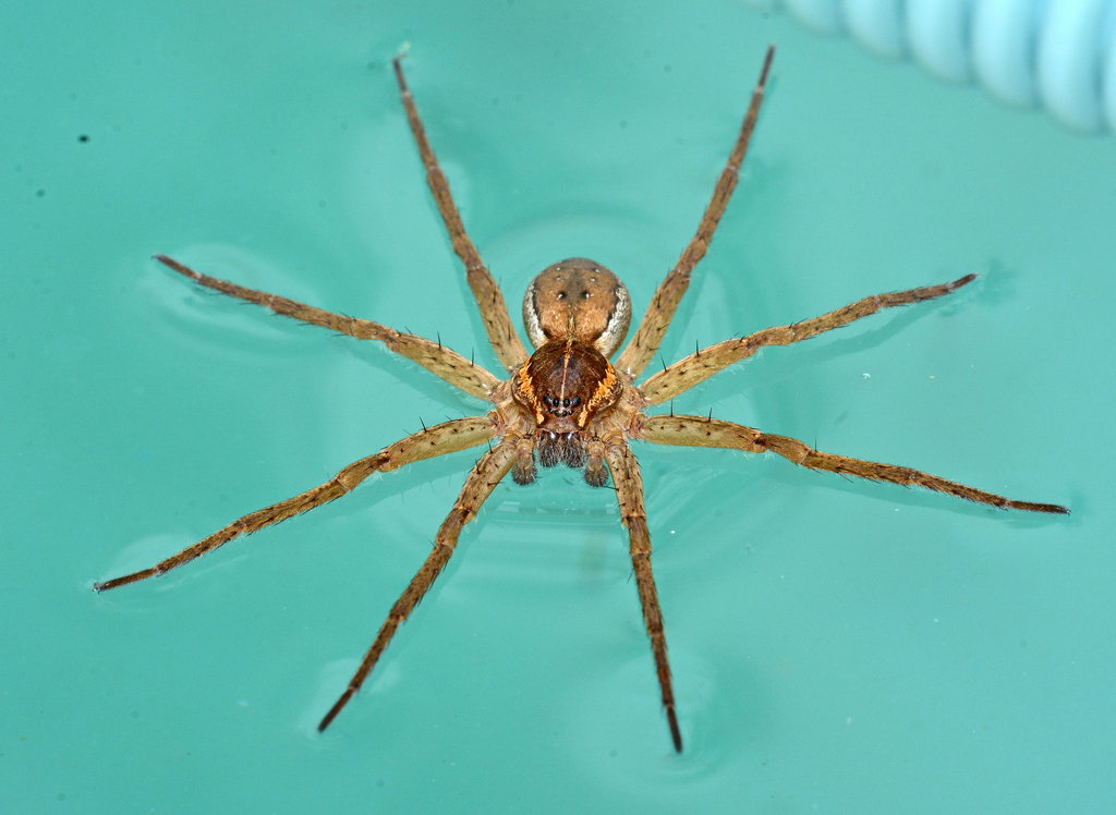 Fishing Spiders from Kalamunda WA, Australia on December 15, 2018 at 11 ...