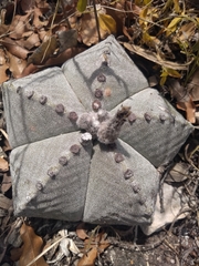 Astrophytum myriostigma