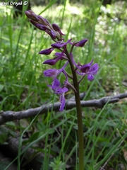 Orchis anatolica