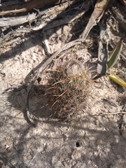 Coryphantha glanduligera