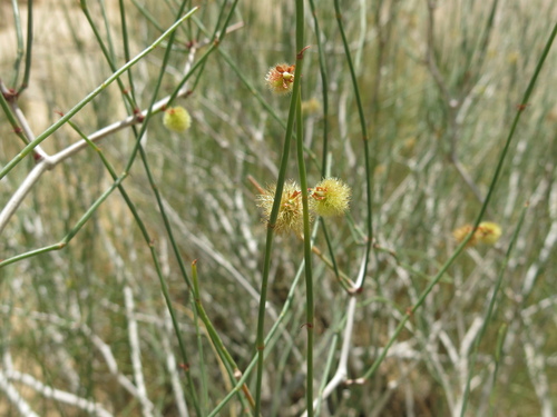 Image of Calligonum comosum by (c) Nachman bones, some rights reserved (CC BY)