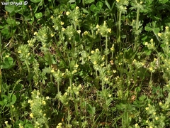 Parentucellia flaviflora