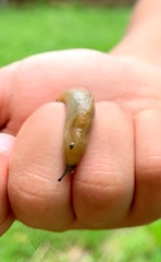 Milacidae