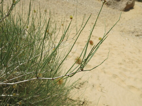 Image of Calligonum comosum by (c) Nachman bones, some rights reserved (CC BY)