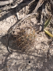 Coryphantha glanduligera