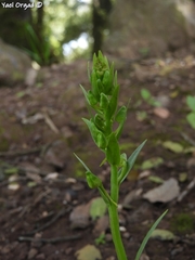 Platanthera holmboei