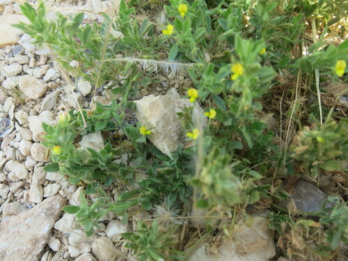 bird's-foot restharrow (Ononis ornithopodioides)