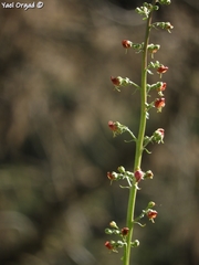 Scrophularia rubricaulis