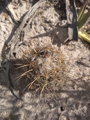 Coryphantha glanduligera