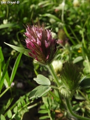 Trifolium dasyurum