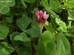 Trifolium pauciflorum