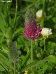 Trifolium purpureum