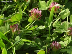 Trifolium spumosum