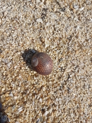 Naticarius stercusmuscarum