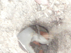 Cardisoma guanhumi