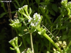 Valerianella orientalis
