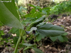 Vicia galilaea