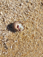 Naticarius stercusmuscarum