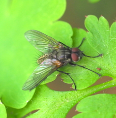 Macquartia grisea