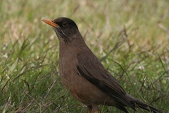Turdus falcklandii falcklandii