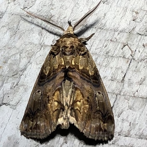 Moonseed Moth