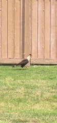 Caracara