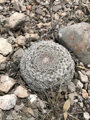 Mammillaria chionocephala