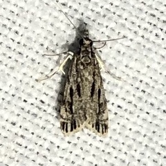 Eudonia strigalis