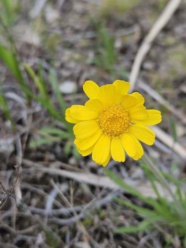 Image of Tetraneuris herbacea by no rights reserved