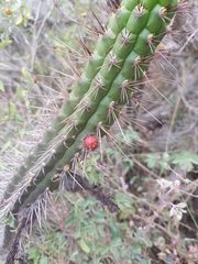 Borzicactus sepium