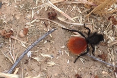 Dasymutilla magnifica