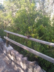 Zenaida galapagoensis galapagoensis