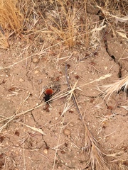 Dasymutilla magnifica