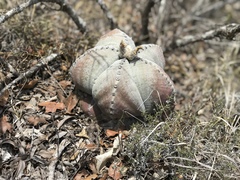 Astrophytum myriostigma